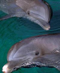 Dolphins Swimming